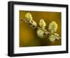 Sallow Pussy Willow Catkins, North Cornwall, UK-Ross Hoddinott-Framed Photographic Print