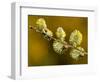 Sallow Pussy Willow Catkins, North Cornwall, UK-Ross Hoddinott-Framed Photographic Print