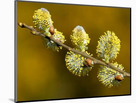 Sallow Pussy Willow Catkins, North Cornwall, UK-Ross Hoddinott-Mounted Photographic Print