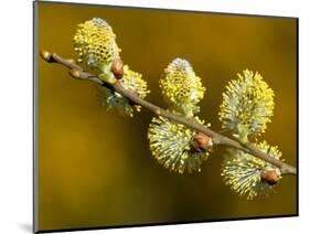 Sallow Pussy Willow Catkins, North Cornwall, UK-Ross Hoddinott-Mounted Photographic Print