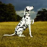 Dalmatian Sitting with Paw Up-Sally Anne Thompson-Mounted Photographic Print