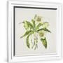 Gramercy White