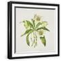 Black Frame