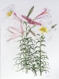 Lilium regale large group-Sally Crosthwaite-Giclee Print