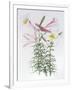 Gramercy White