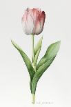 Pink Peony Tulips-Sally Crosthwaite-Giclee Print