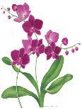 Pink Orchid-Sally Crosthwaite-Giclee Print
