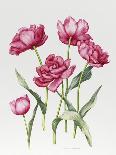 Tulip Negrita-Sally Crosthwaite-Giclee Print