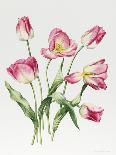 Pink Tulips-Sally Crosthwaite-Giclee Print