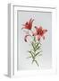 White Frame