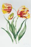 Pink Tulips-Sally Crosthwaite-Giclee Print