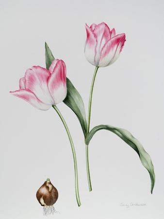 Tulip Meissner Porcellan with Bulb