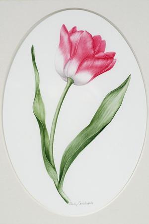 Tulip Meissner Porzellan Singe