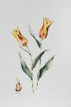 Tulip Meissner Porcellan with Bulb-Sally Crosthwaite-Giclee Print