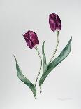 Tulip Negrita-Sally Crosthwaite-Giclee Print