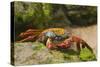 Sally Lightfoot Crab along Shoreline-DLILLC-Stretched Canvas