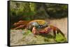 Sally Lightfoot Crab along Shoreline-DLILLC-Framed Stretched Canvas