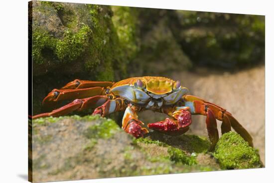 Sally Lightfoot Crab along Shoreline-DLILLC-Stretched Canvas