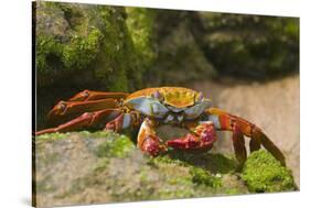 Sally Lightfoot Crab along Shoreline-DLILLC-Stretched Canvas