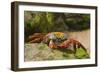 Sally Lightfoot Crab along Shoreline-DLILLC-Framed Photographic Print