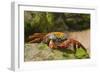 Sally Lightfoot Crab along Shoreline-DLILLC-Framed Photographic Print