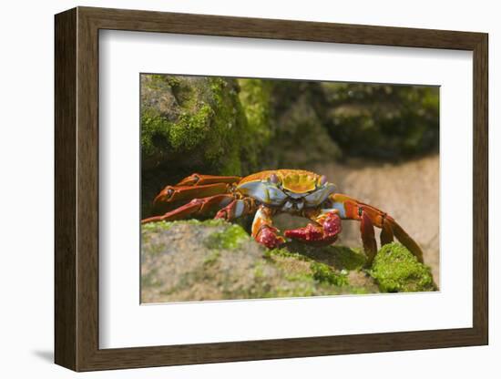 Sally Lightfoot Crab along Shoreline-DLILLC-Framed Photographic Print