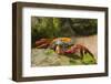 Sally Lightfoot Crab along Shoreline-DLILLC-Framed Photographic Print