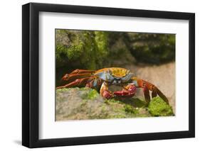 Sally Lightfoot Crab along Shoreline-DLILLC-Framed Photographic Print