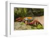 Sally Lightfoot Crab along Shoreline-DLILLC-Framed Photographic Print