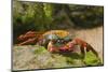 Sally Lightfoot Crab along Shoreline-DLILLC-Mounted Photographic Print