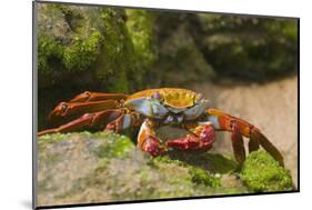 Sally Lightfoot Crab along Shoreline-DLILLC-Mounted Photographic Print