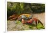 Sally Lightfoot Crab along Shoreline-DLILLC-Framed Photographic Print