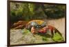 Sally Lightfoot Crab along Shoreline-DLILLC-Framed Photographic Print