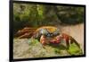 Sally Lightfoot Crab along Shoreline-DLILLC-Framed Photographic Print