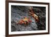 Sally lightfoot crab. Espanola Island, Galapagos Islands, Ecuador.-Adam Jones-Framed Photographic Print