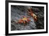 Sally lightfoot crab. Espanola Island, Galapagos Islands, Ecuador.-Adam Jones-Framed Photographic Print