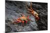 Sally lightfoot crab. Espanola Island, Galapagos Islands, Ecuador.-Adam Jones-Mounted Photographic Print