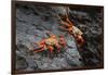 Sally lightfoot crab. Espanola Island, Galapagos Islands, Ecuador.-Adam Jones-Framed Photographic Print