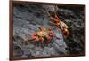 Sally lightfoot crab. Espanola Island, Galapagos Islands, Ecuador.-Adam Jones-Framed Photographic Print