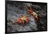 Sally lightfoot crab. Espanola Island, Galapagos Islands, Ecuador.-Adam Jones-Framed Photographic Print