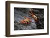 Sally lightfoot crab. Espanola Island, Galapagos Islands, Ecuador.-Adam Jones-Framed Photographic Print