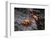 Sally lightfoot crab. Espanola Island, Galapagos Islands, Ecuador.-Adam Jones-Framed Photographic Print