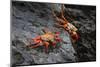 Sally lightfoot crab. Espanola Island, Galapagos Islands, Ecuador.-Adam Jones-Mounted Photographic Print