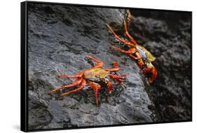 Sally lightfoot crab. Espanola Island, Galapagos Islands, Ecuador.-Adam Jones-Framed Stretched Canvas