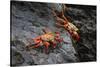 Sally lightfoot crab. Espanola Island, Galapagos Islands, Ecuador.-Adam Jones-Stretched Canvas