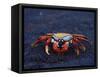 Sally Lightfoot Crab, Fernandina Island, Galapagos Islands, Ecuador, South America-James Hager-Framed Stretched Canvas