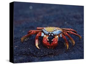 Sally Lightfoot Crab, Fernandina Island, Galapagos Islands, Ecuador, South America-James Hager-Stretched Canvas