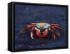 Sally Lightfoot Crab, Fernandina Island, Galapagos Islands, Ecuador, South America-James Hager-Framed Stretched Canvas