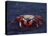 Sally Lightfoot Crab, Fernandina Island, Galapagos Islands, Ecuador, South America-James Hager-Stretched Canvas