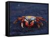 Sally Lightfoot Crab, Fernandina Island, Galapagos Islands, Ecuador, South America-James Hager-Framed Stretched Canvas